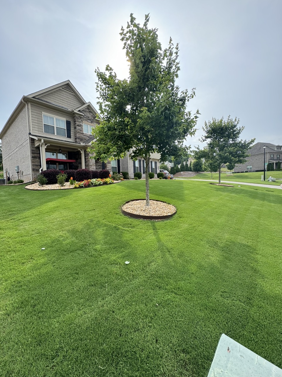 Healthy finished residential turf lawn